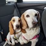 Diane Bridges - @dndbridges - Instagram