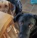 Diane Briscoe - Facebook