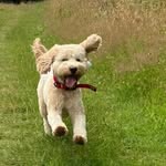 Diane Bruce - @barneyboybruce - Instagram