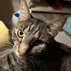 Diane Brushe-Hayes - @diane.brushehayes - TikTok