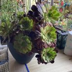Diane Budge - Facebook