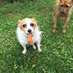 Diane Busch - @2hands4paws - Instagram