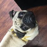 Diane Buxton - @didibux - Instagram
