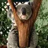 Diane Buzzard - @kindred.koala - TikTok