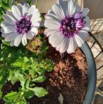 Deanne Cammarata - Facebook