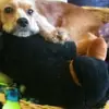 dianecanfieldlexie - @dianecanfieldlexie - TikTok