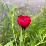Diane Di Carlo - @luzenvadrouille - Instagram