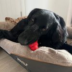 Diane Cave - @dougal_64 - Instagram