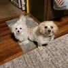 user1842747843660 - @diana.clapper - TikTok