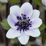 Diane Clement - @dianeclement1972 - Instagram