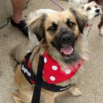 Diane Clingerman - @candyclingermanthedog - Instagram