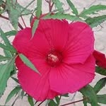 Diane Holman Clouse - @clouse.diane - Instagram