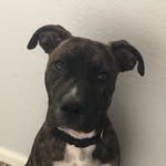 Diane + Clyde - @knobleandpup - Instagram