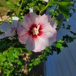 Diane Cobb Dunagan - @dideeane4983 - Instagram