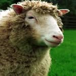 Diane Cocks - @veronymindbender - Instagram