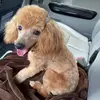 coco.diane - @coco.diane - TikTok