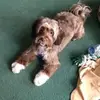 diannecowling - @diannecowling - TikTok