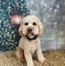 Diane Coe - Facebook