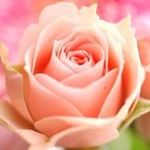 Diane Coe - @dianecoe123 - Instagram