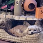 Diane Hooper-Comer - @dianehoopercomer - Instagram