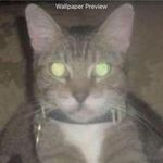 Diane Comstock - @comstock.diane - Instagram