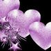 Diane Conaway - Facebook