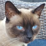 Diane Cone - @fdc1957 - Instagram