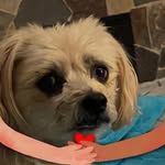 Diane Conley Bernard - @stampahcynful - Instagram