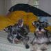 Diane Connell - Facebook