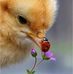 Diane Connell - Facebook