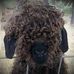 Diane Coon - Facebook
