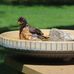 Diane Costin - Facebook