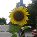 Diane Counts - @dddiane63 - Instagram