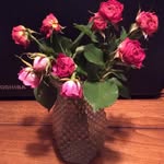 Diane Curran - @sookui - Instagram
