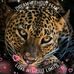 Diane Curran - Facebook