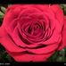 Diane Dearing - Facebook