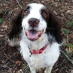 Diane Denton - @diane_shire60 - Instagram