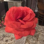 Diane Denton - @diane.denton77 - Instagram