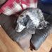 Diane Denton - Facebook