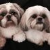 Diane DeWitt - Facebook