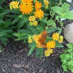 Diane DeWitt Jiorle - @jiorle_mom - Instagram