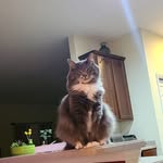 Diane DeYoung Harris - @ddharris111 - Instagram
