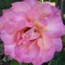Diane Dodd - Facebook