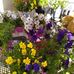 Diane Dodd - Facebook
