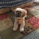 Diane Dodd Bingham - @doddbingham - Instagram