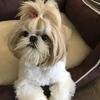 dianedodge - @dianedodge - TikTok