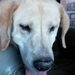 Diane Dow - @ddowlabs - Instagram