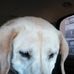 Diane Dow - Facebook