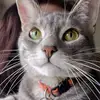 Simba’s fantastic life - @dianedresher - TikTok