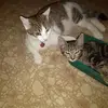 Diane Dutton - @diane.dutton7 - TikTok